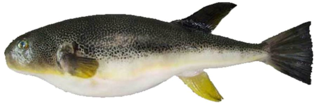 Toxins 05 00193 g001 1024