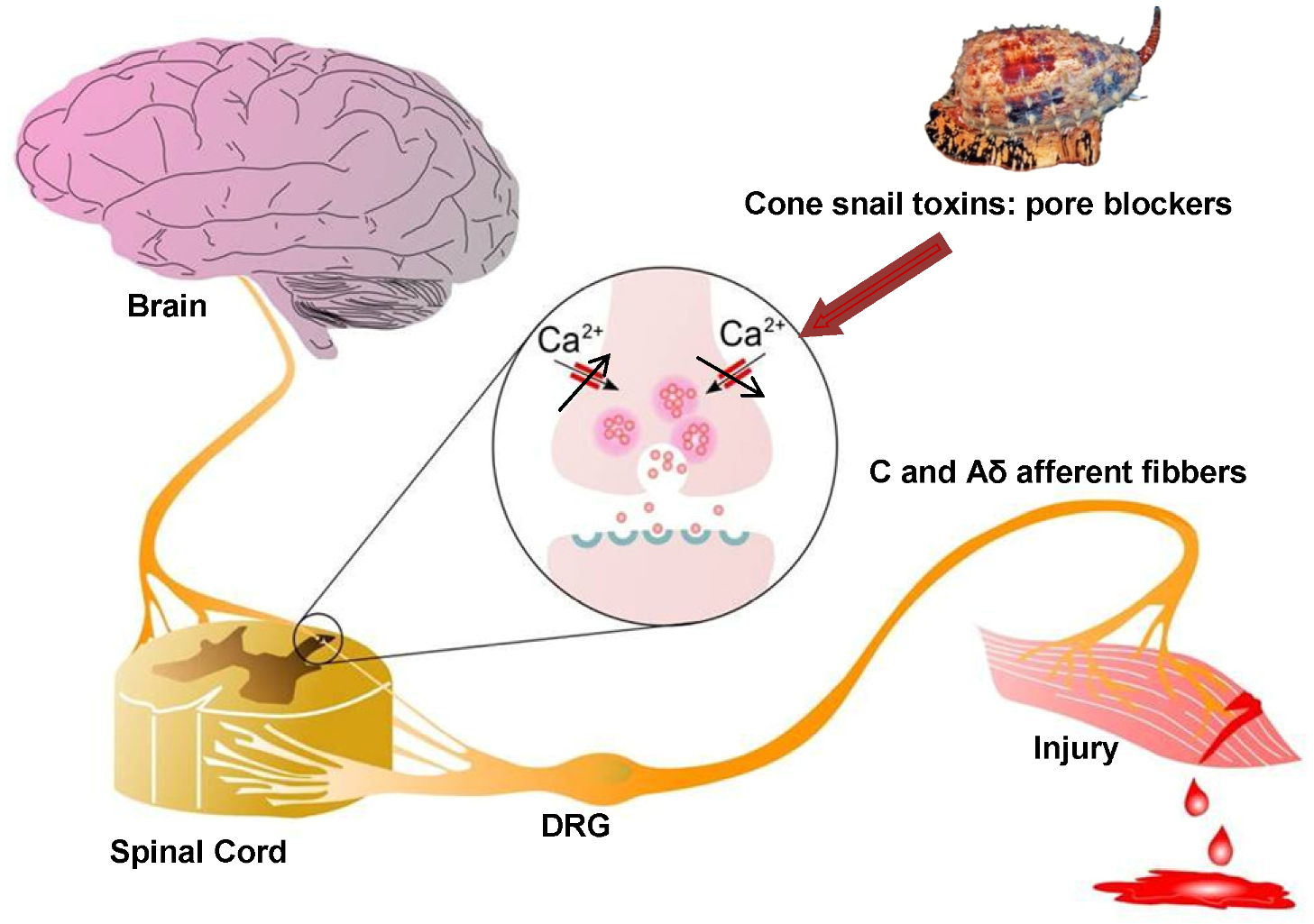 Toxins 05 00286 g002