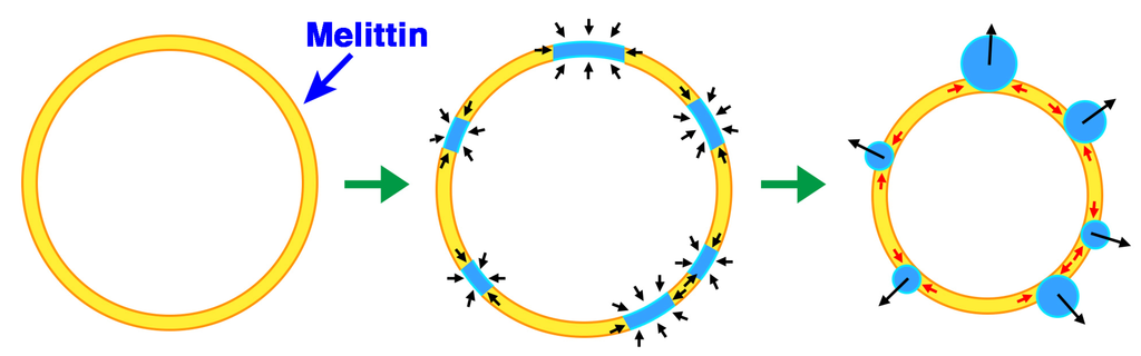 Toxins 05 00637 g013 1024