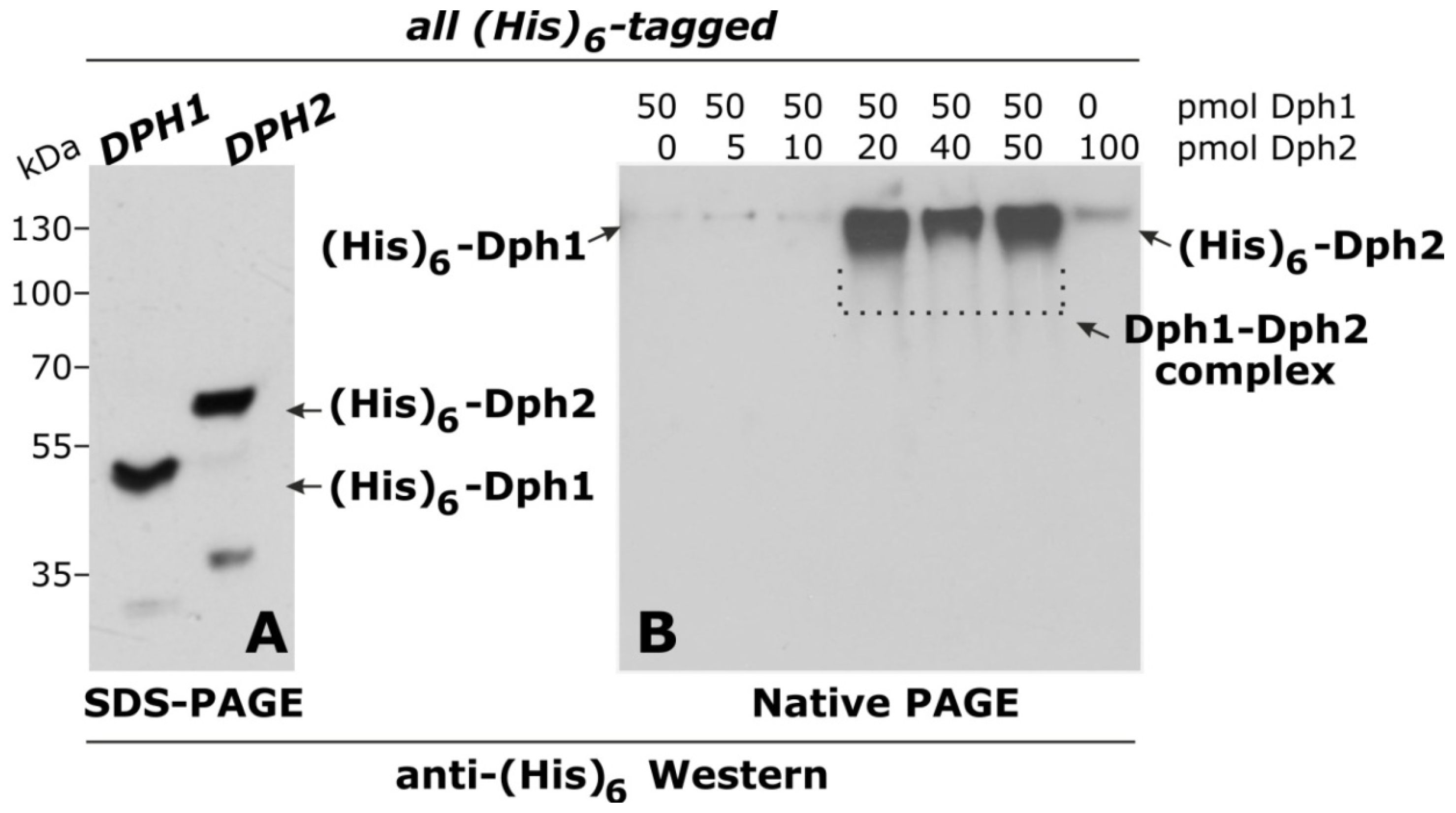 Toxins 05 00958 g002