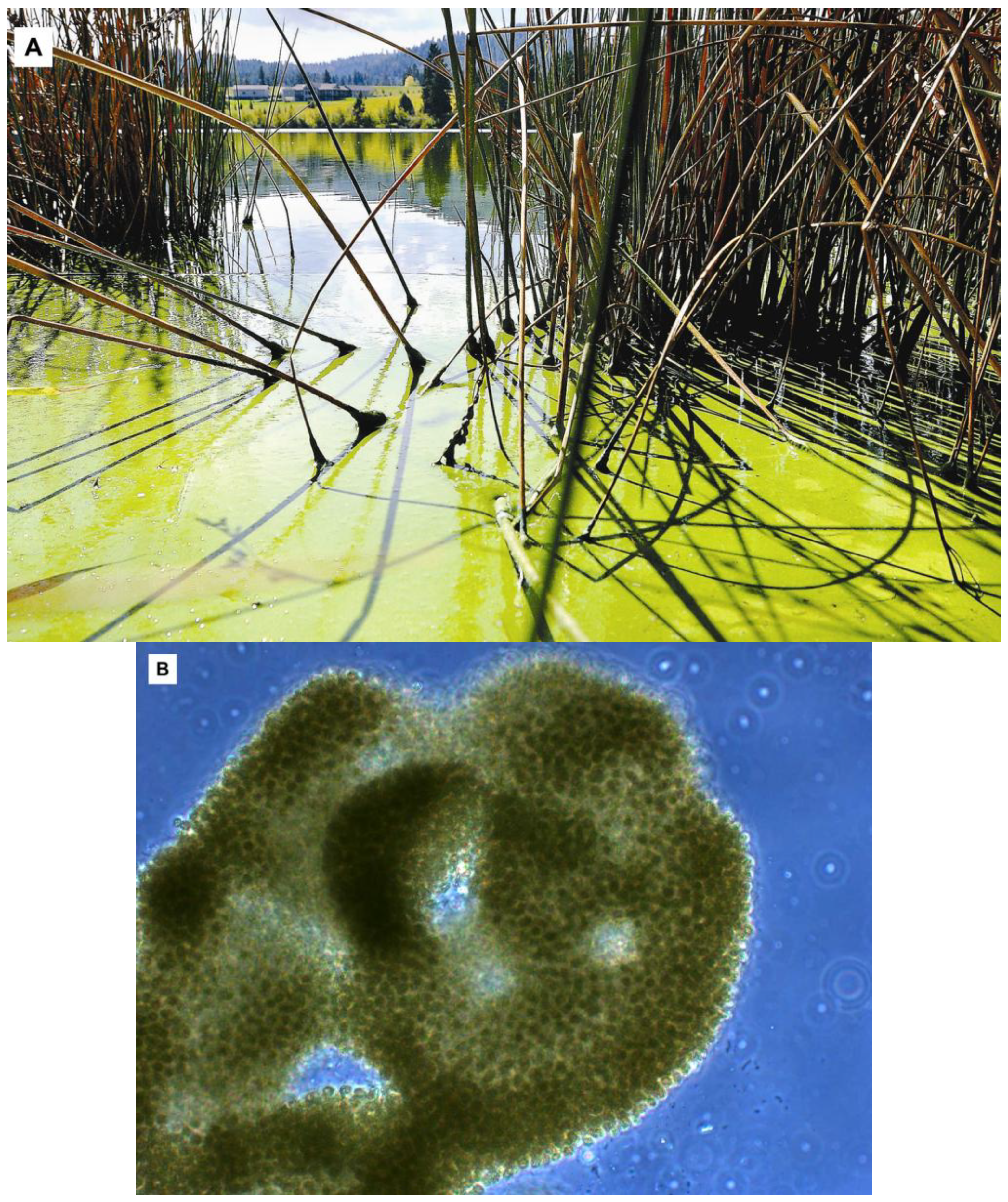 Toxins 05 01051 g001