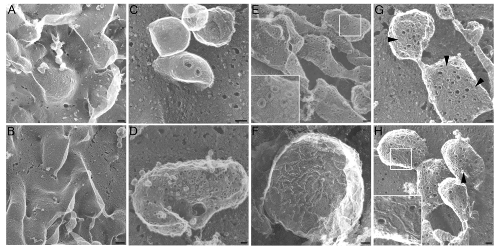 Toxins 05 01105 g001 1024