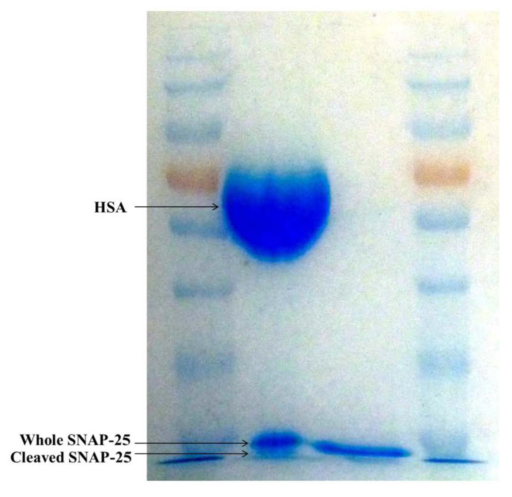 Toxins 05 01381 g003 1024
