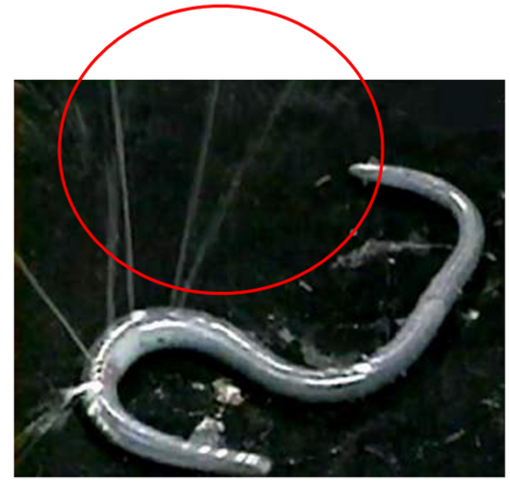 Toxins 05 01392 g001 1024