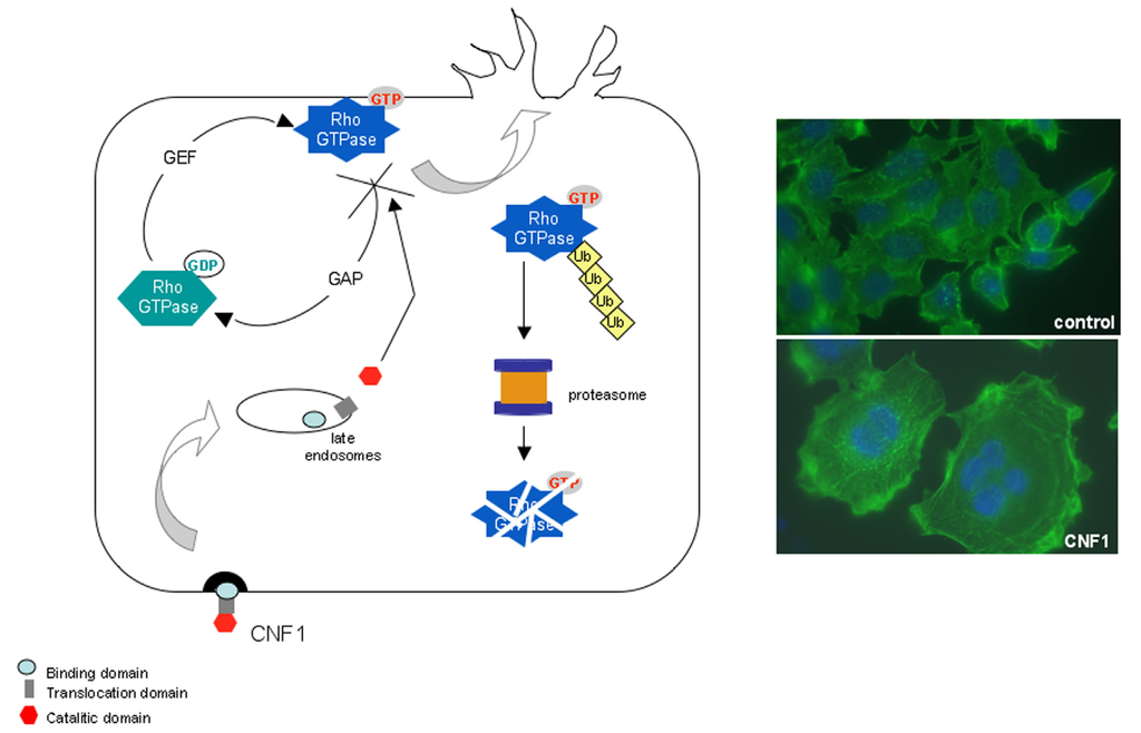Toxins 05 01462 g001 1024