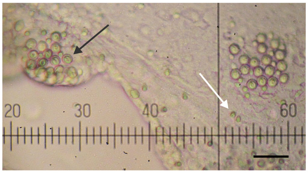 Toxins 05 02420 g001 1024