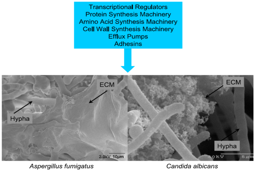 Toxins 06 00066 g001 1024