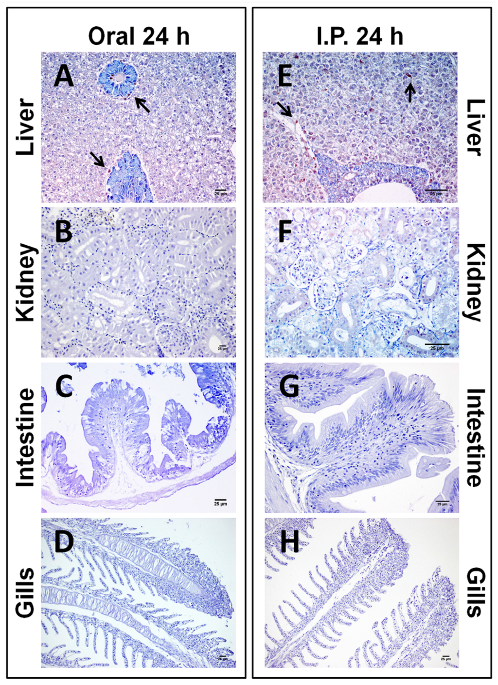 Toxins 06 00283 g003 1024