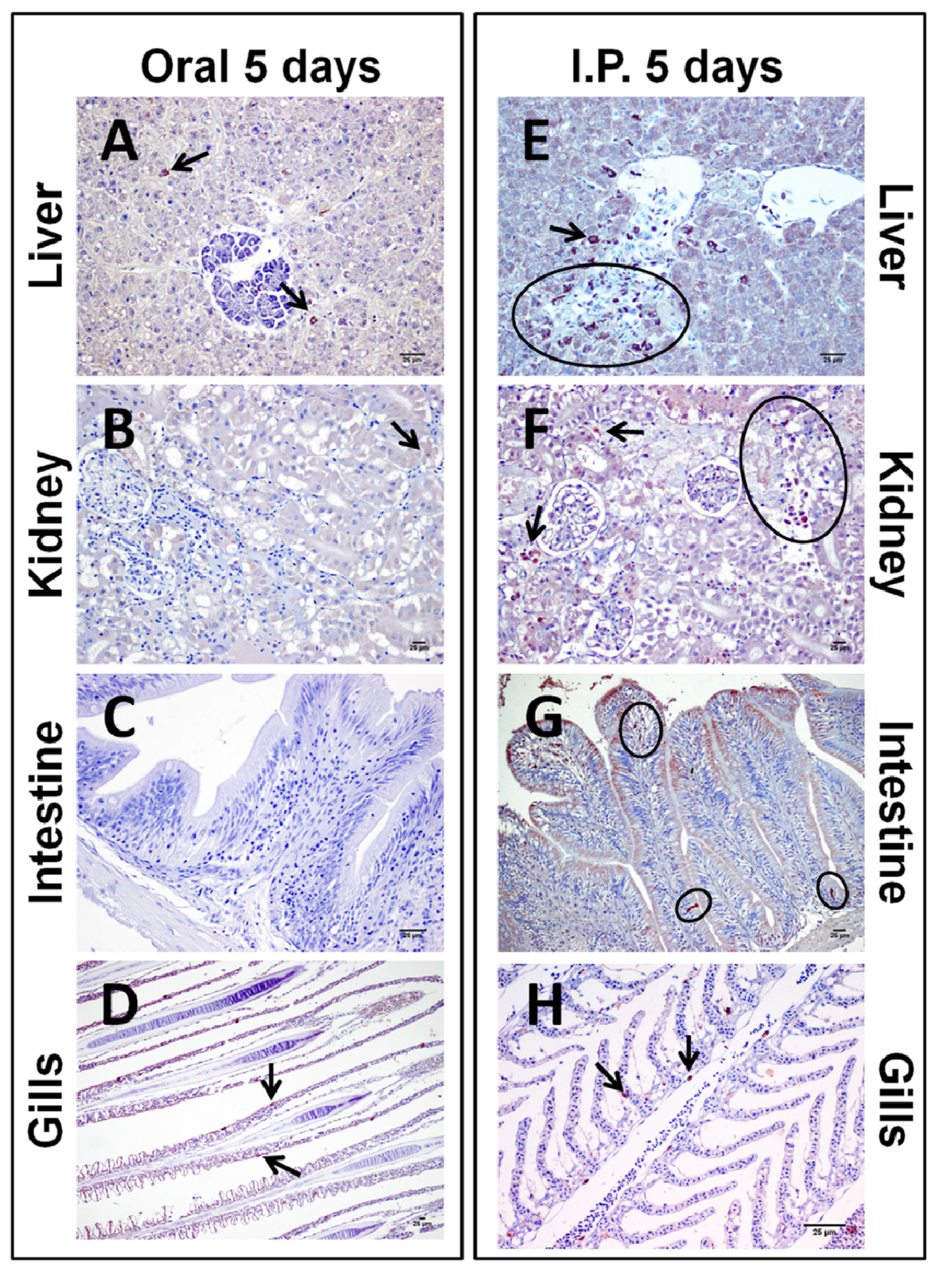 Toxins 06 00283 g004 1024