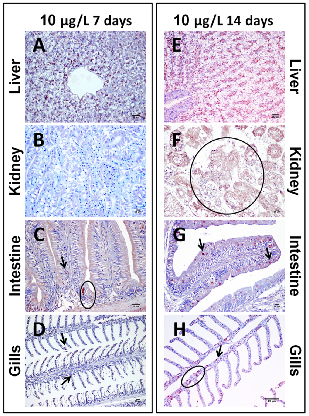 Toxins 06 00283 g006 1024