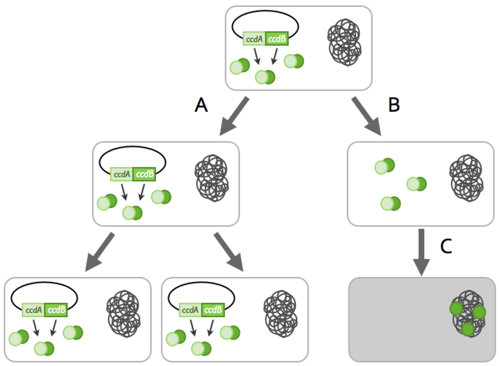 Toxins 06 00304 g001 1024