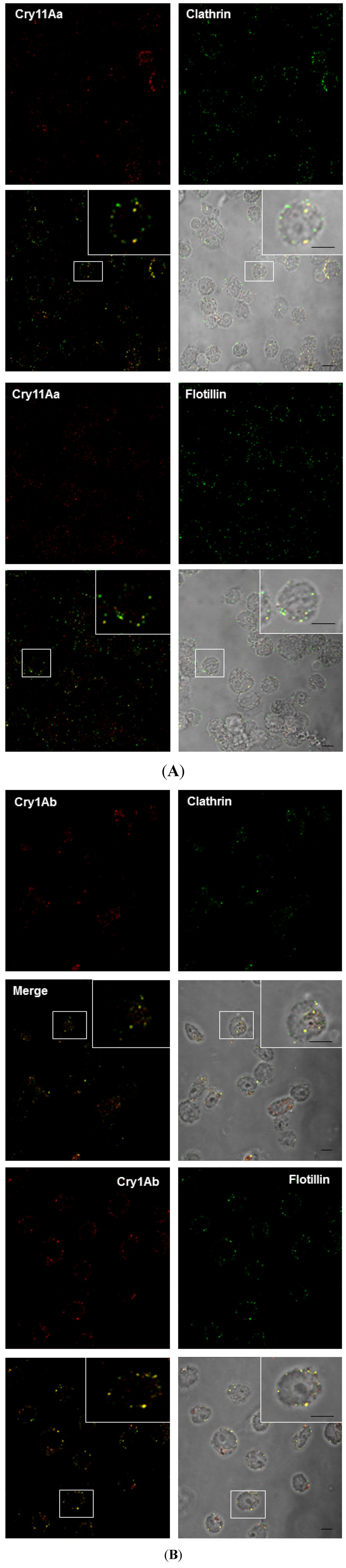 Toxins 06 00464 g003 1024