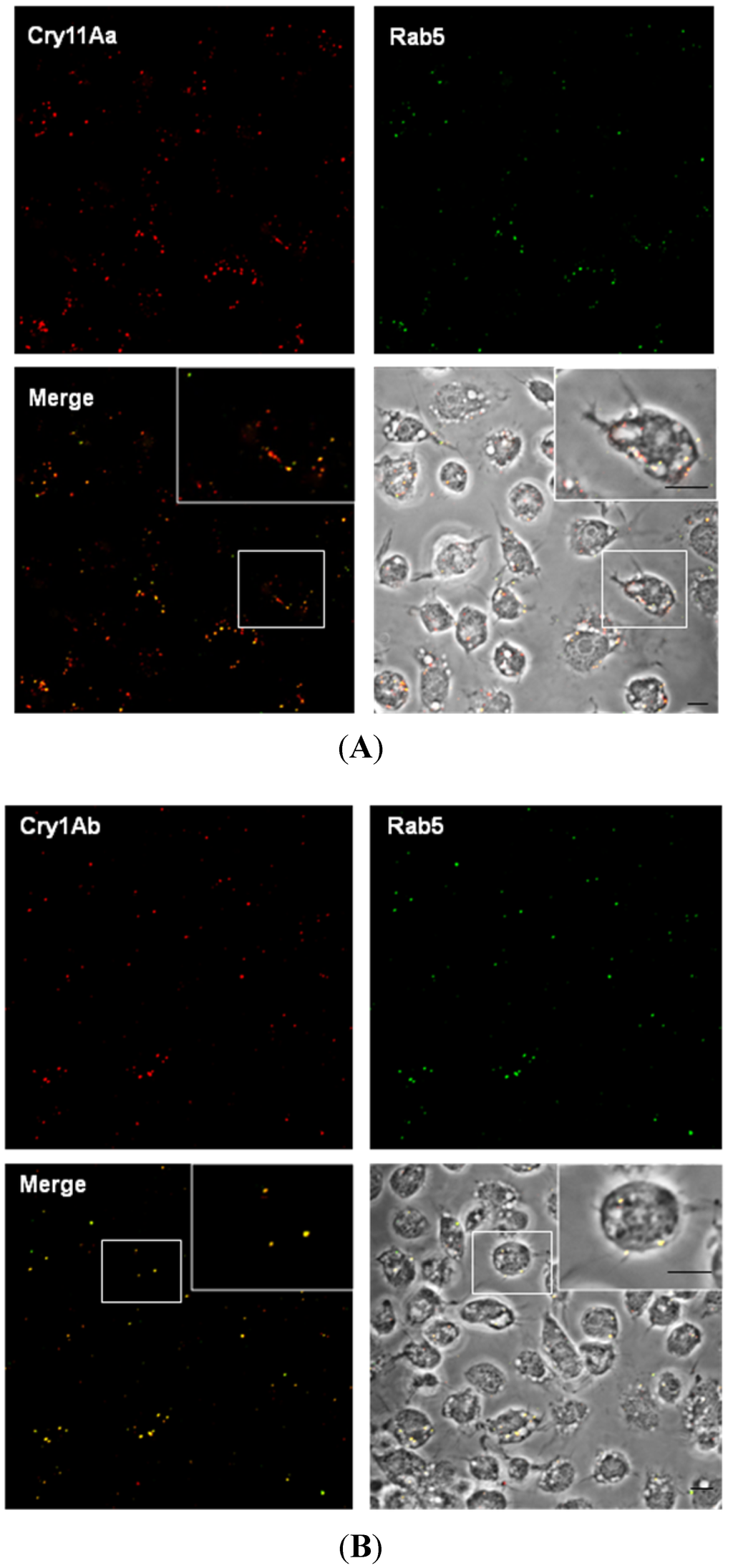 Toxins 06 00464 g004 1024