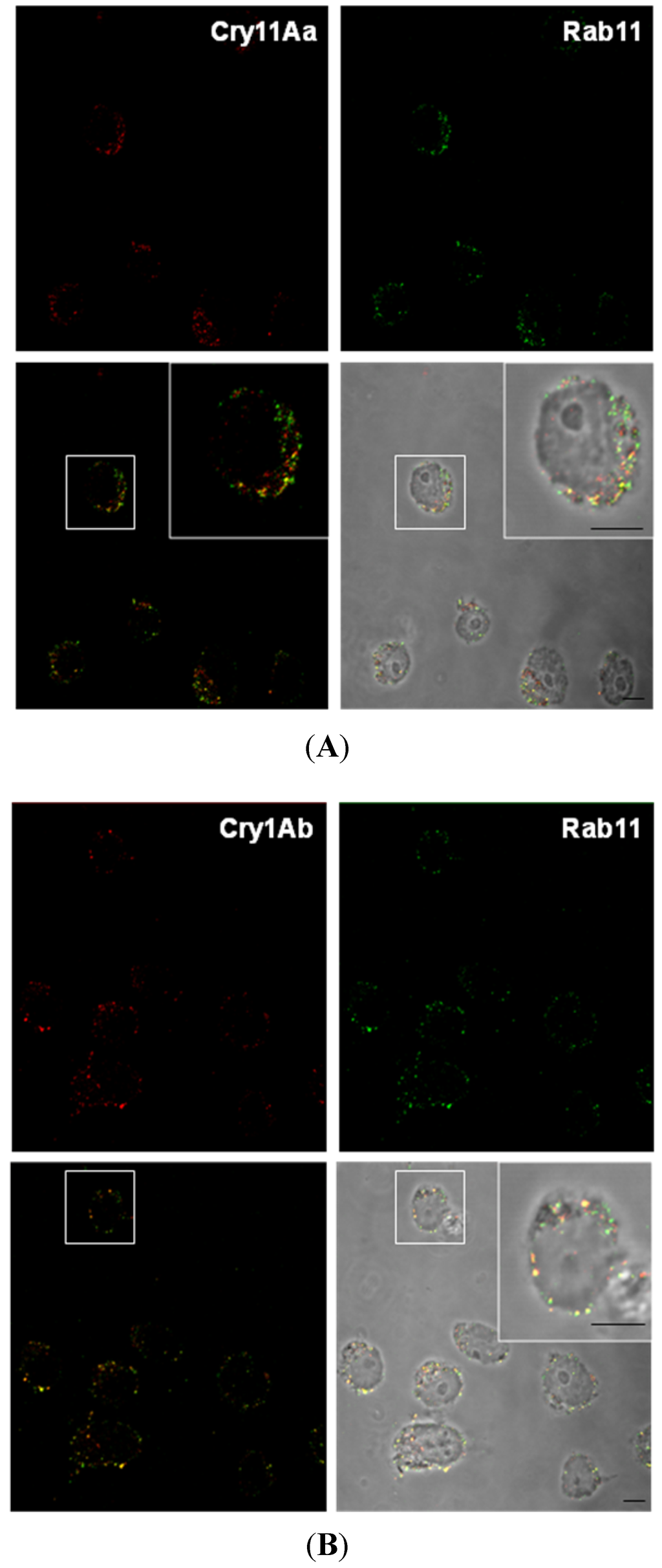 Toxins 06 00464 g005 1024