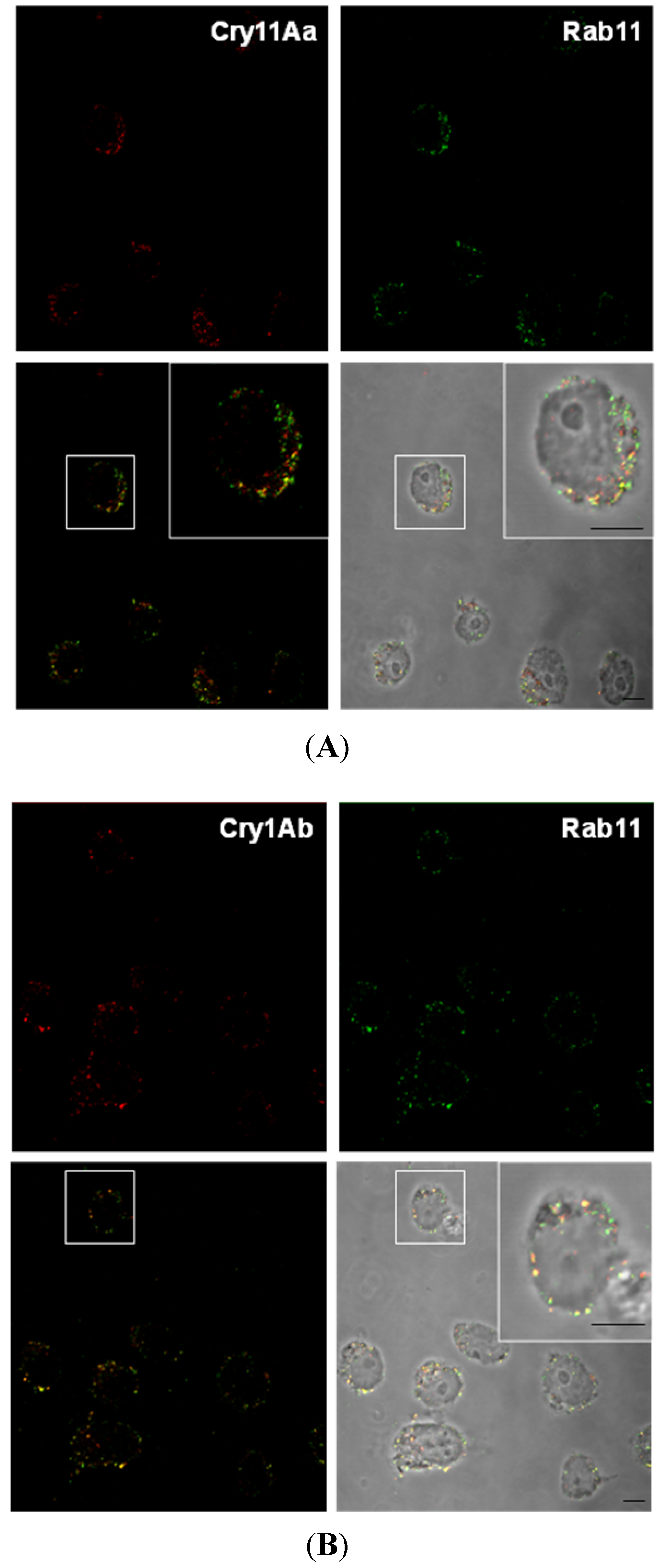 Toxins 06 00464 g005