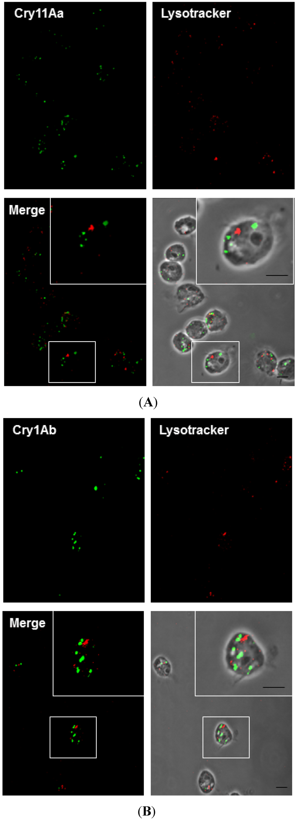 Toxins 06 00464 g006 1024