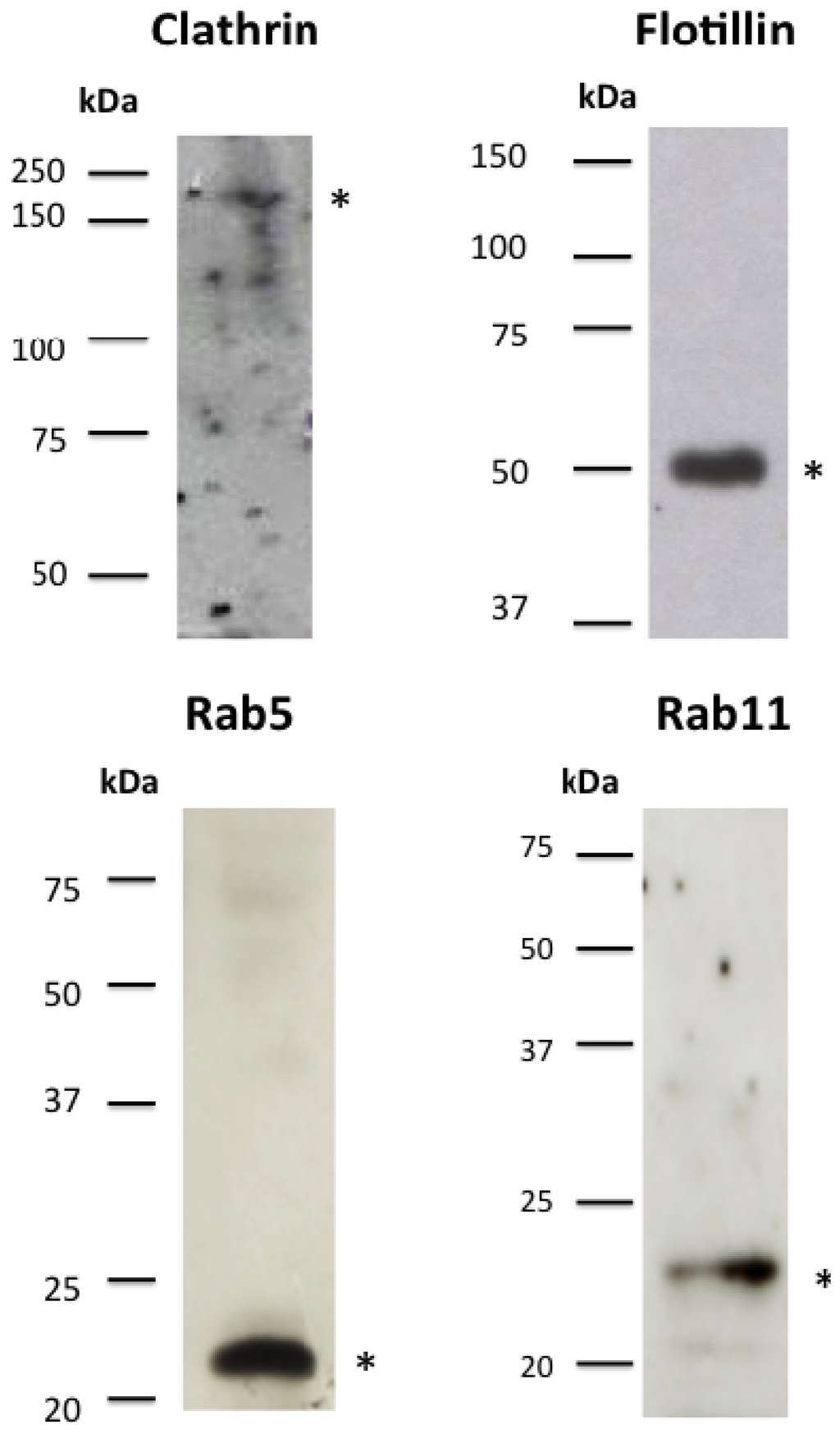Toxins 06 00464 g008 1024