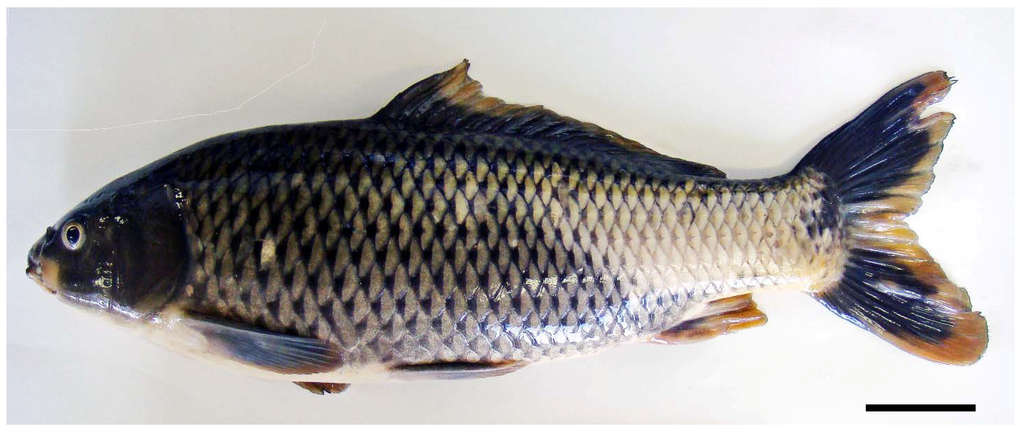 Toxins 06 00539 g001 1024