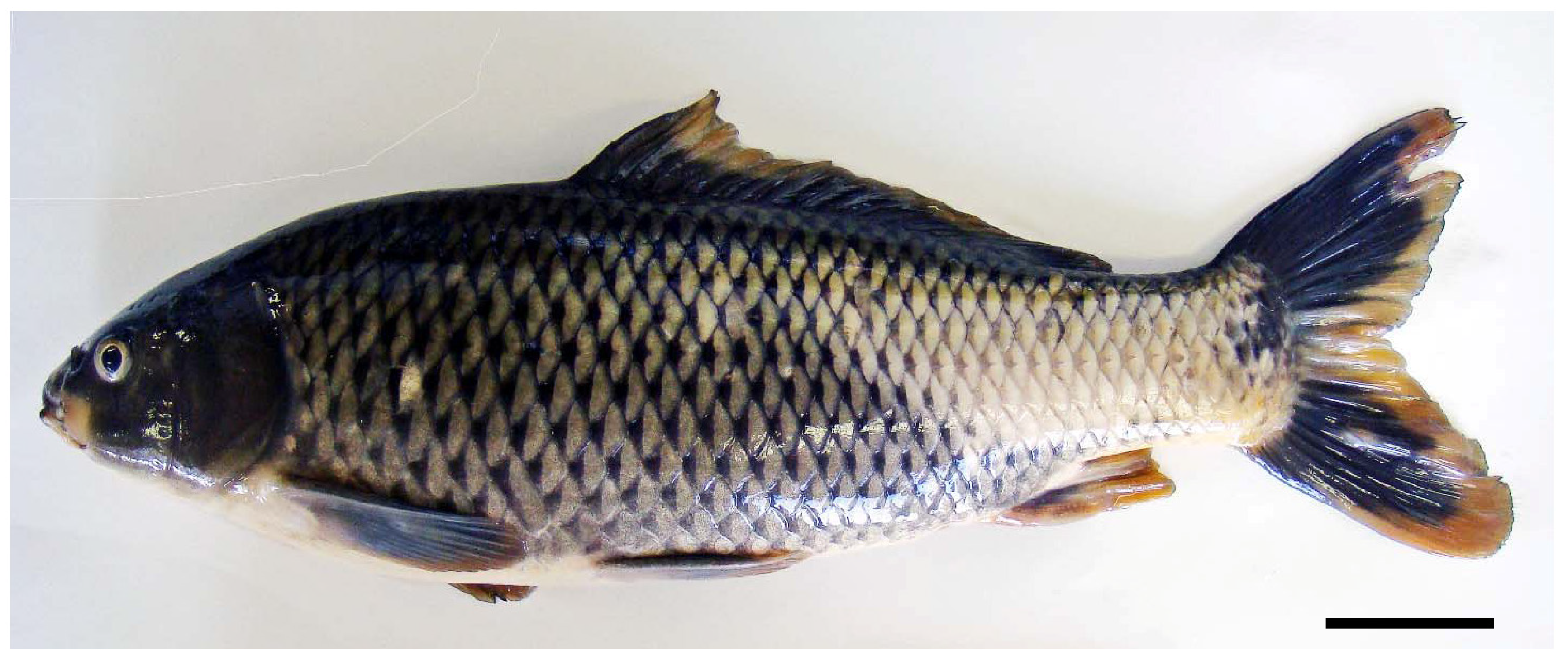 Toxins 06 00539 g001