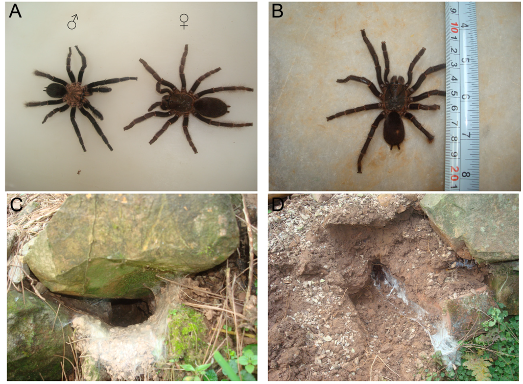 Toxins 06 00988 g001 1024