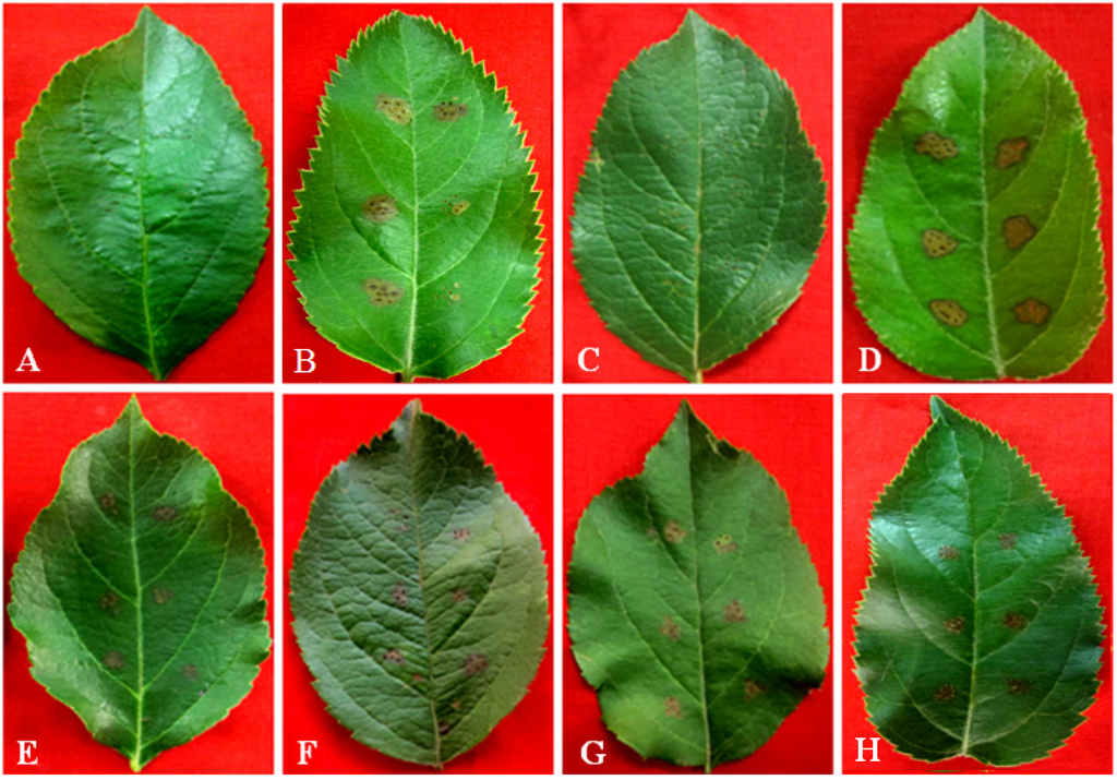 Toxins 06 01139 g002 1024
