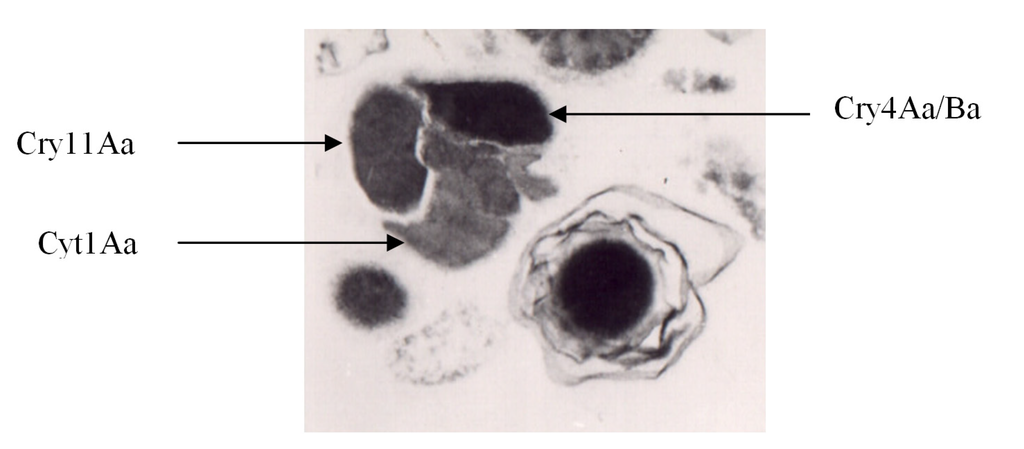 Toxins 06 01222 g001 1024