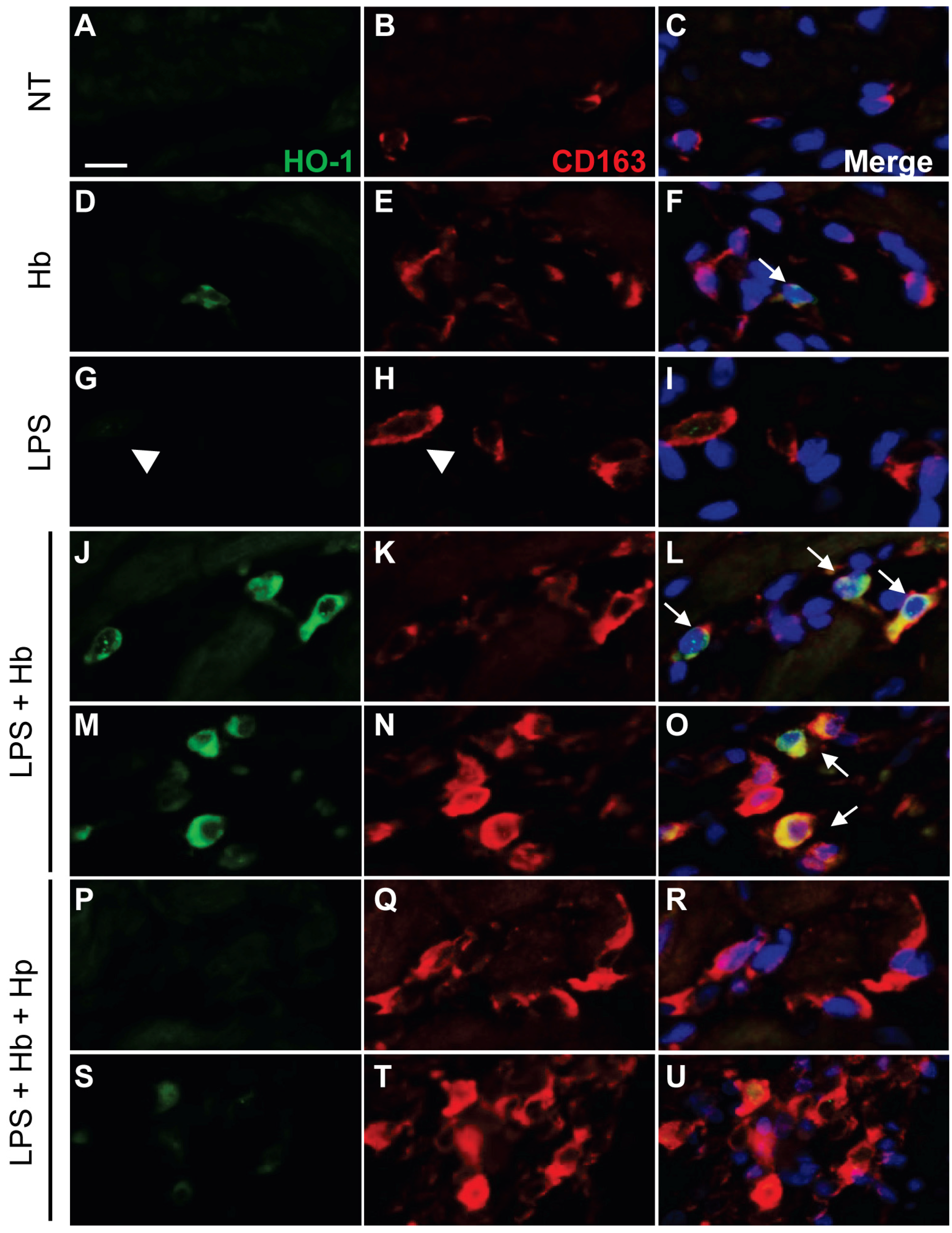 Toxins 06 01244 g003