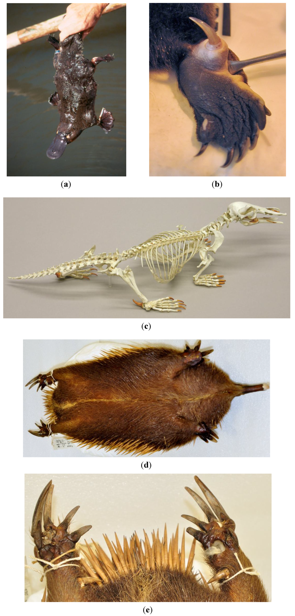 Toxins 06 01260 g002 1024
