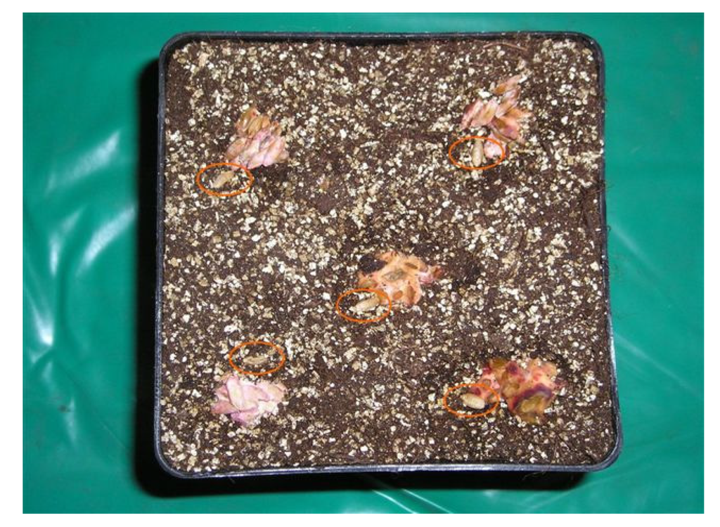 Toxins 06 01308 g004 1024