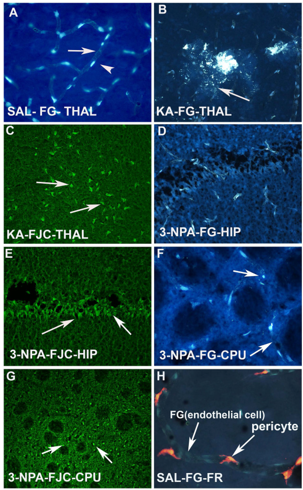 Toxins 06 01453 g003 1024