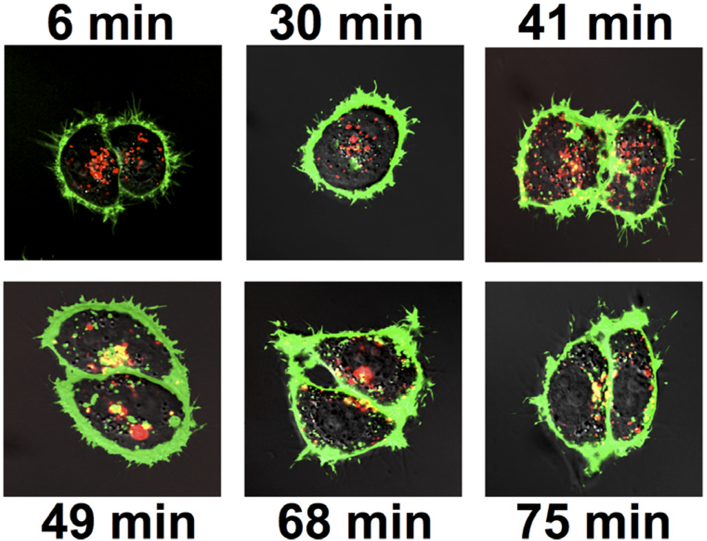 Toxins 06 01512 g007 1024