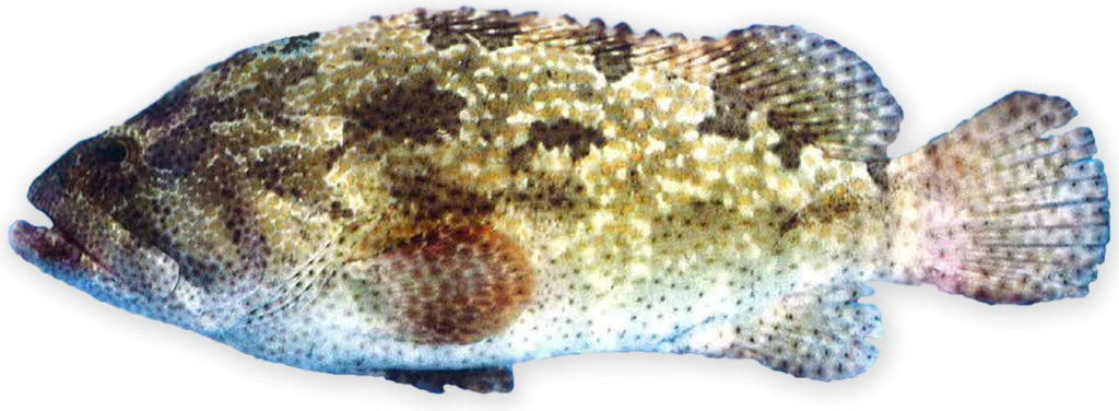 Toxins 06 02041 g001 1024