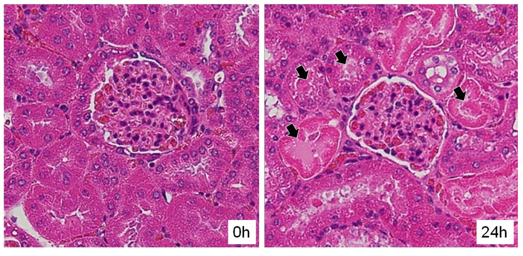 Toxins 06 02115 g005 1024