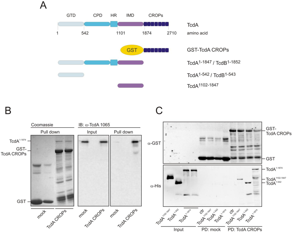 Toxins 06 02162 g004 1024