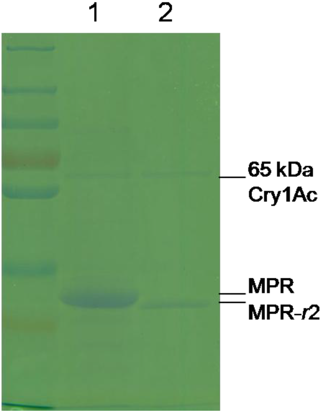 Toxins 06 02676 g004 1024