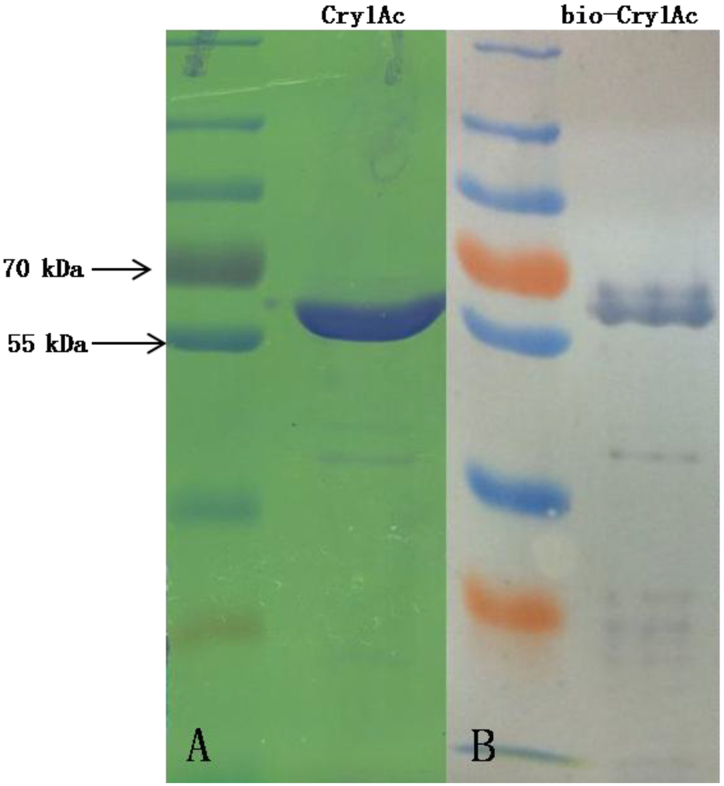Toxins 06 02676 g007 1024