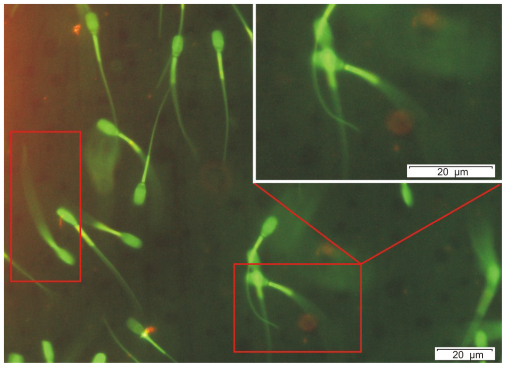 Toxins 06 02857 g004 1024