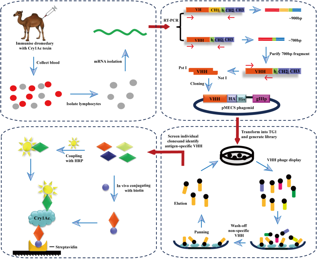 Toxins 06 03208 g005 1024