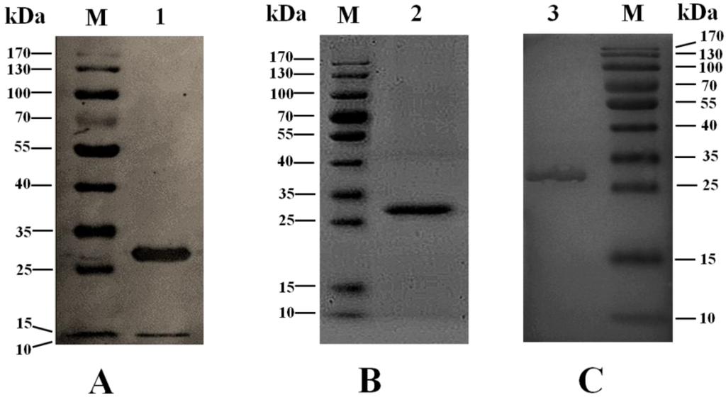 Toxins 06 03552 g001 1024