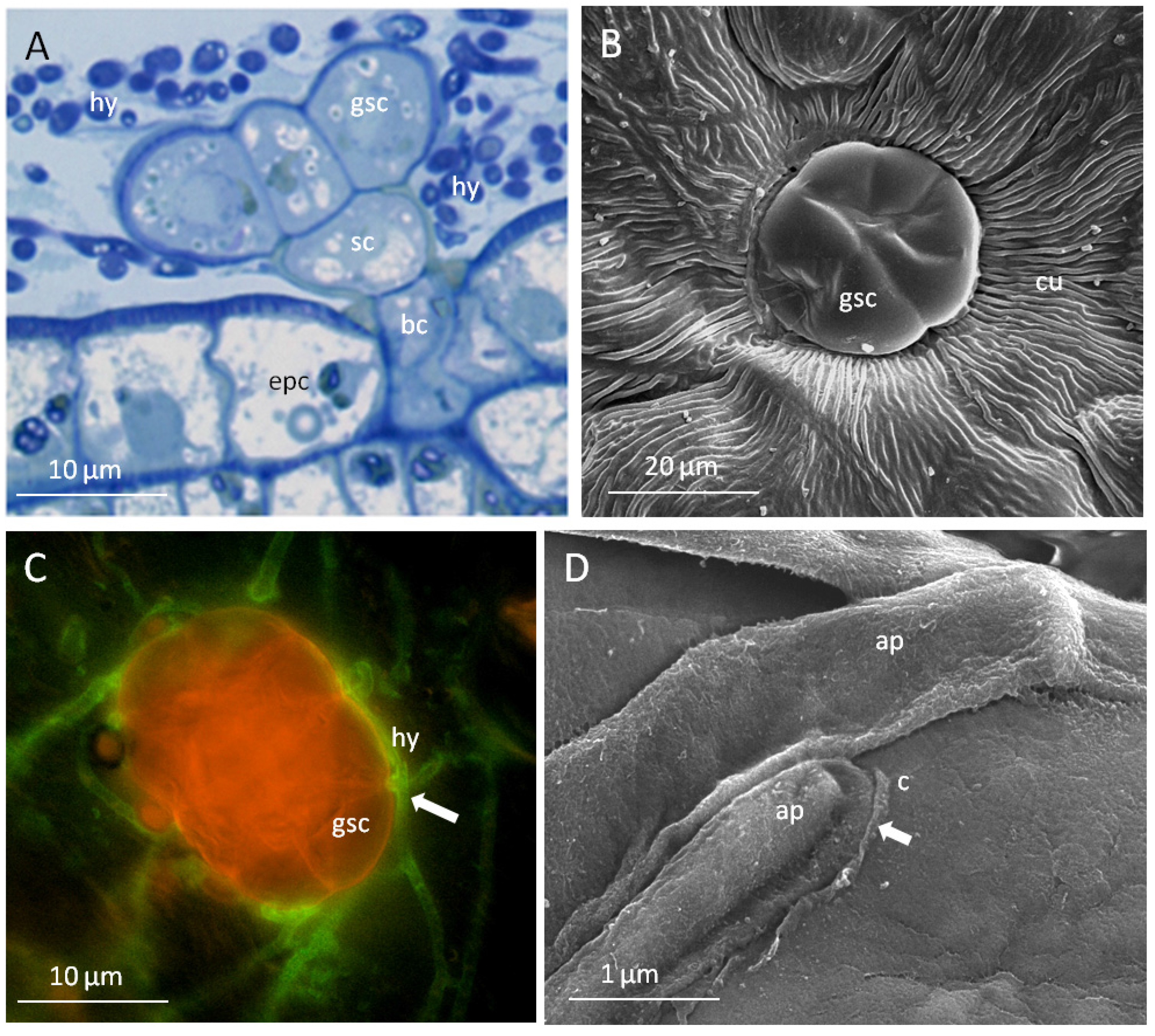 Toxins 07 01355 g004