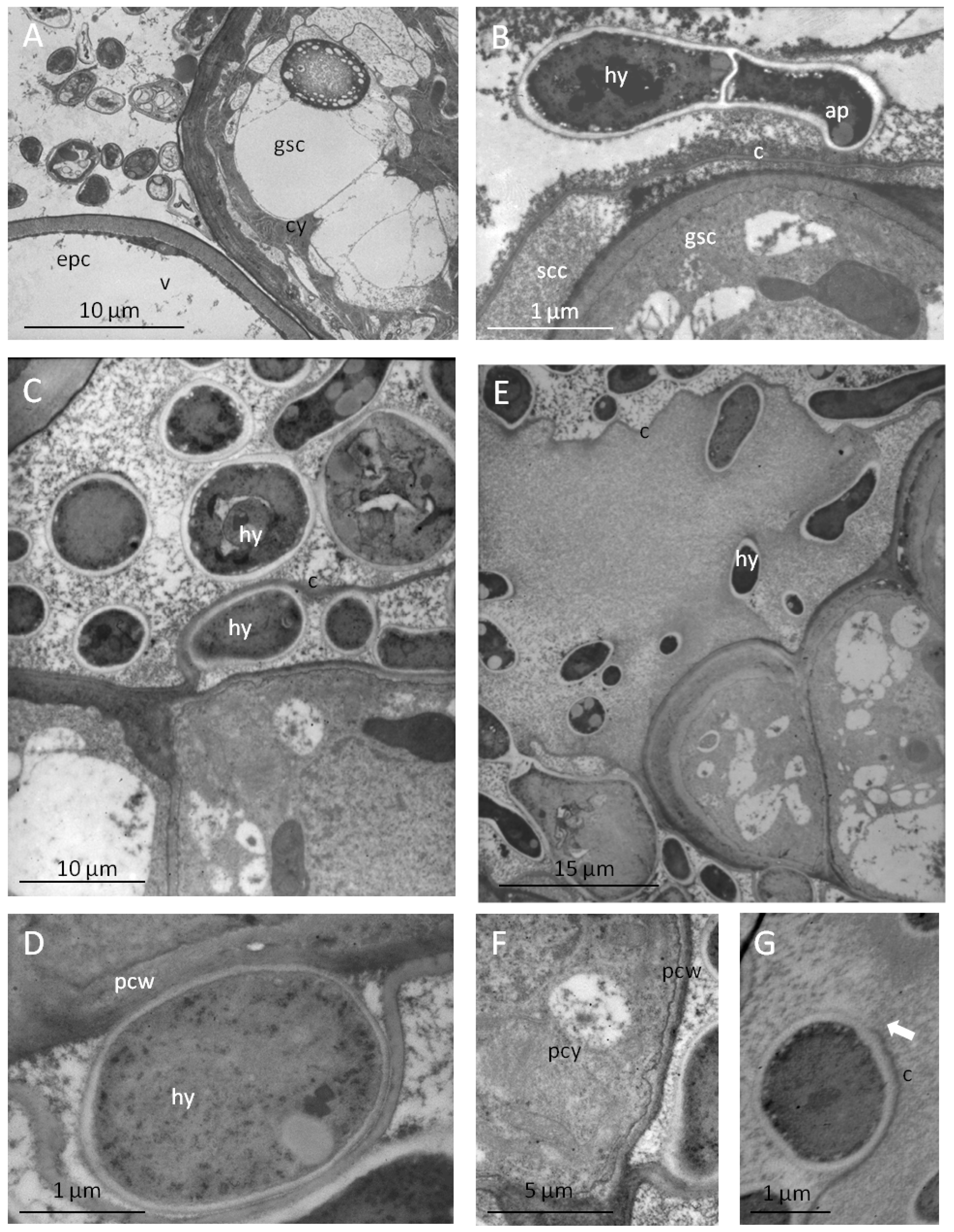Toxins 07 01355 g005