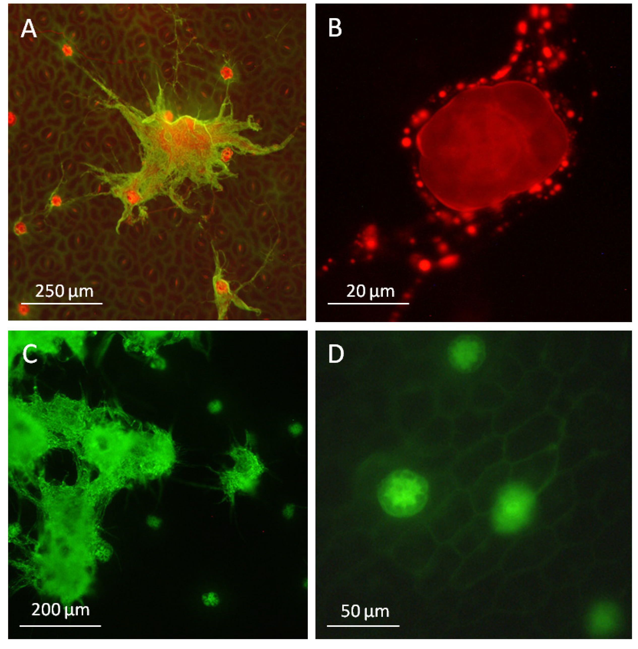Toxins 07 01355 g006