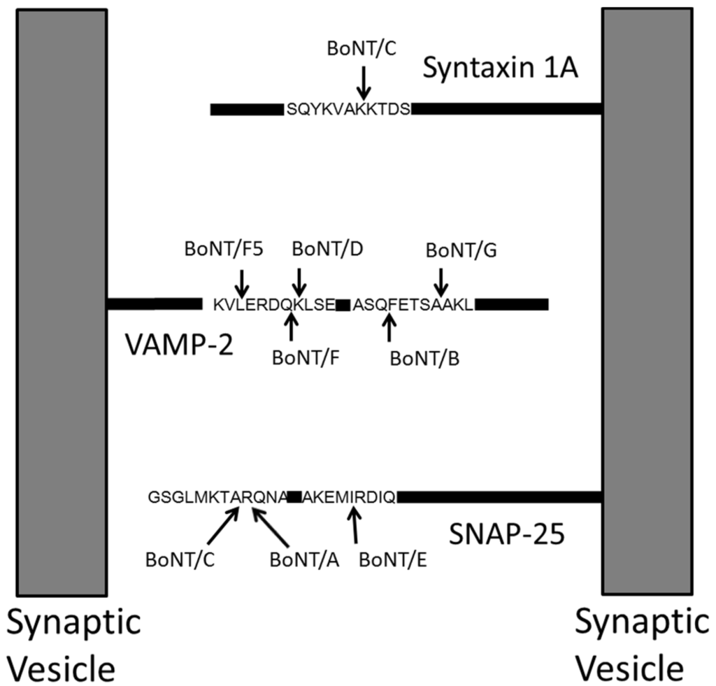 Toxins 07 03497 g002 1024