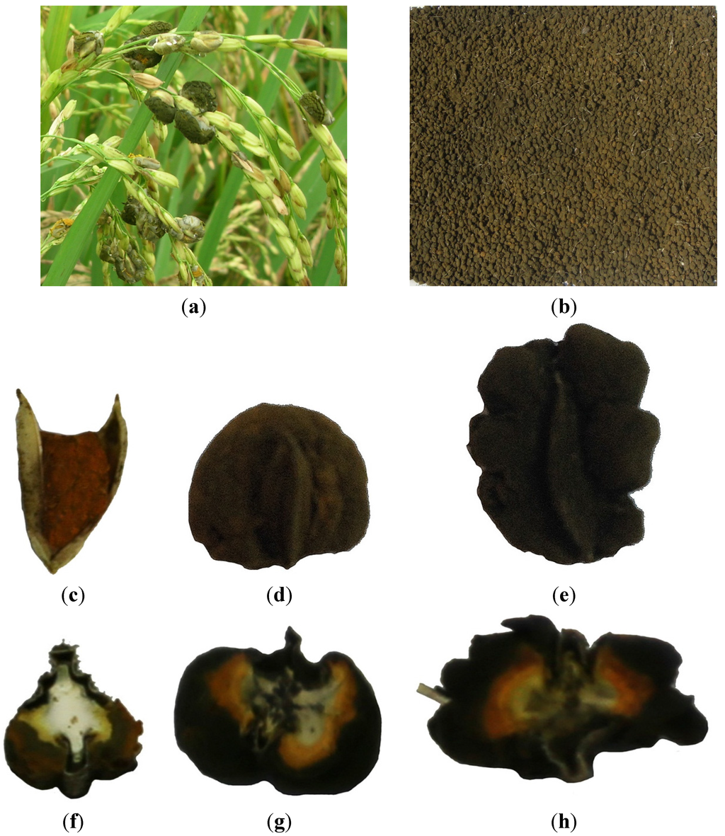 Toxins 07 04023 g003 1024