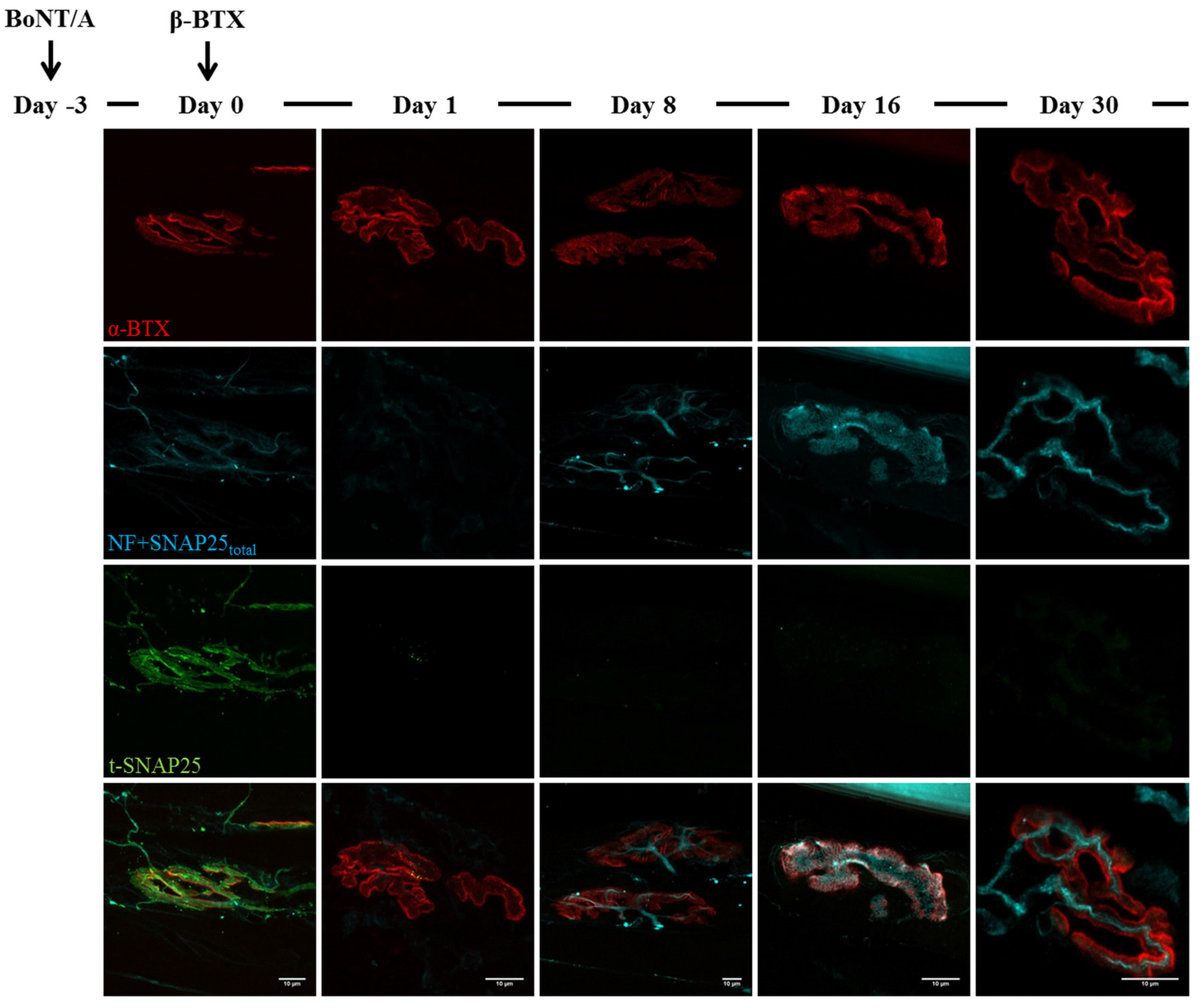 Toxins 07 04887 g005