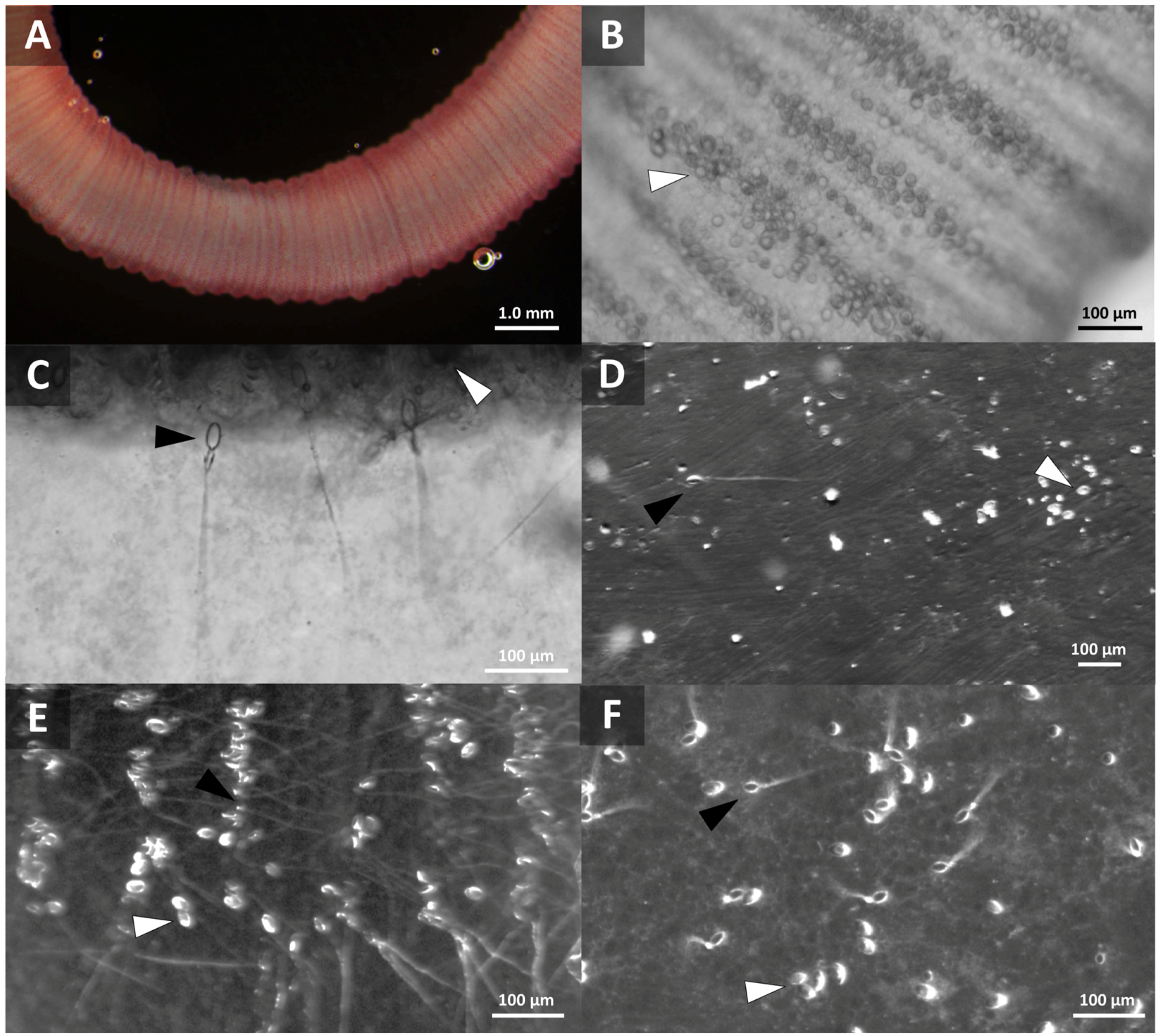 Toxins 08 00019 g001