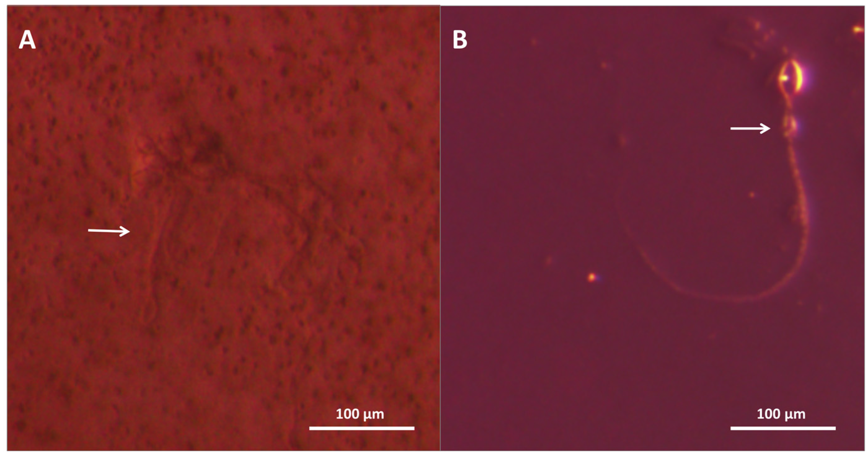 Toxins 08 00019 g009