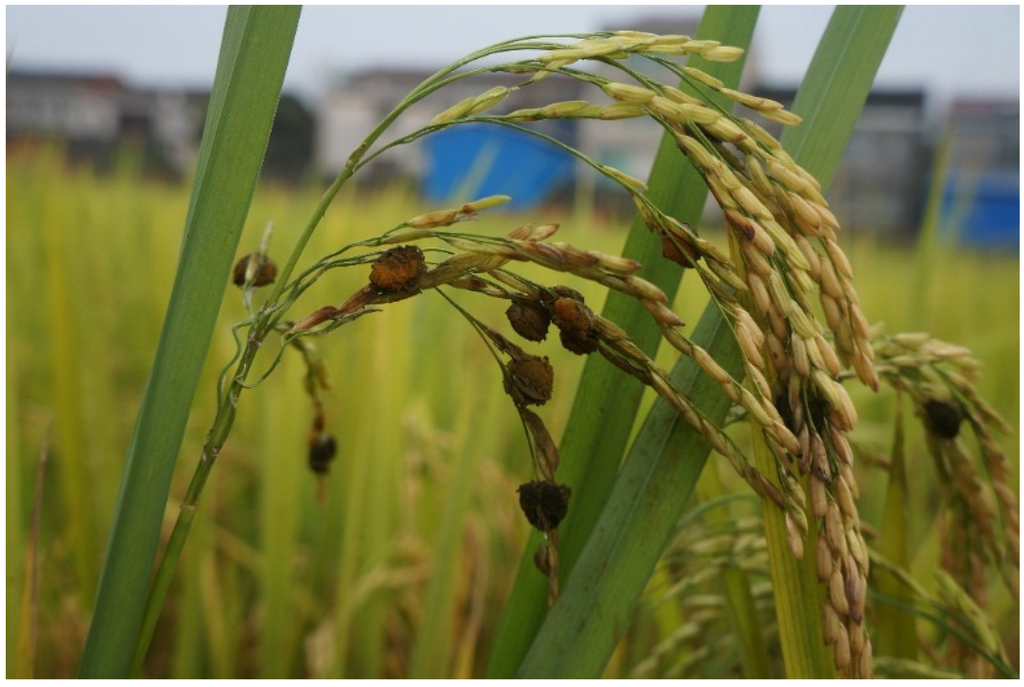 Toxins 08 00020 g001 1024