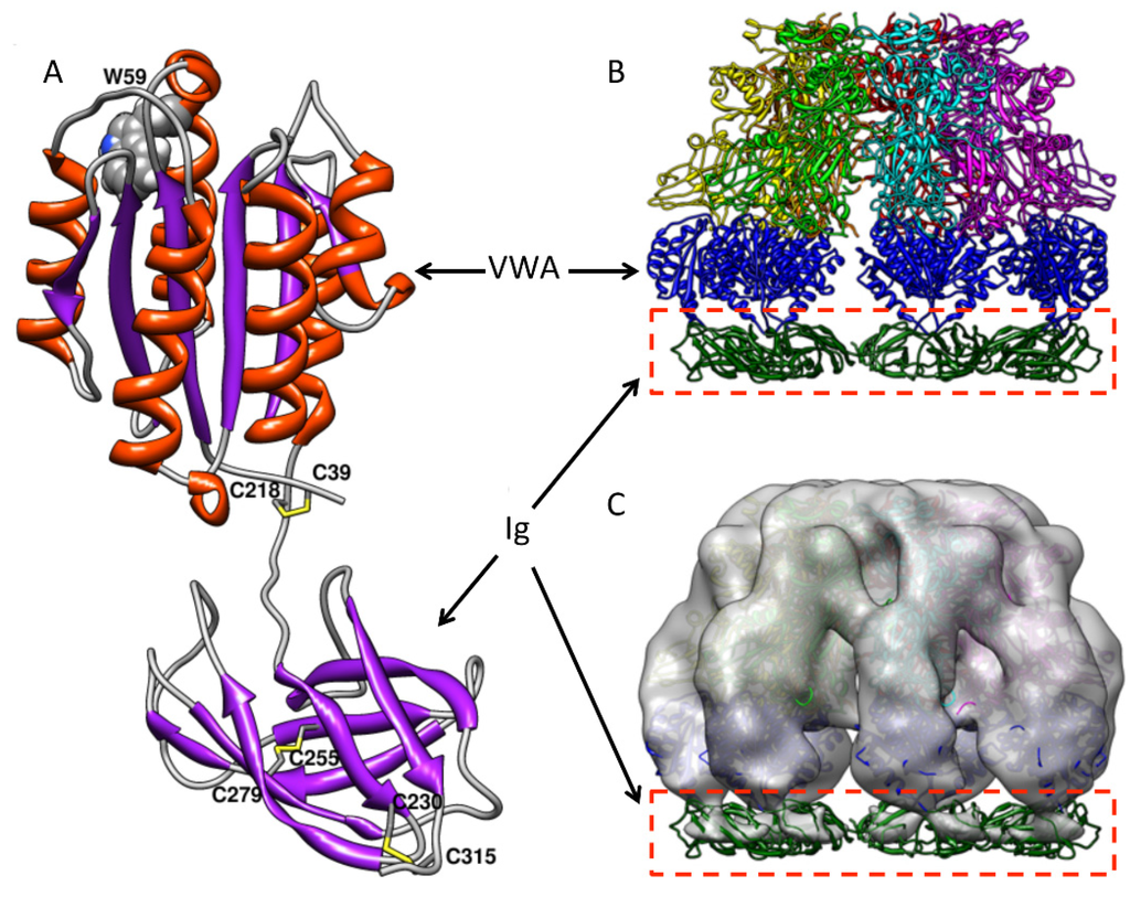 Toxins 08 00034 g004 1024