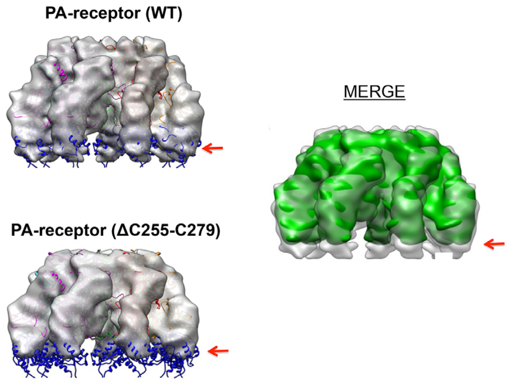 Toxins 08 00034 g005